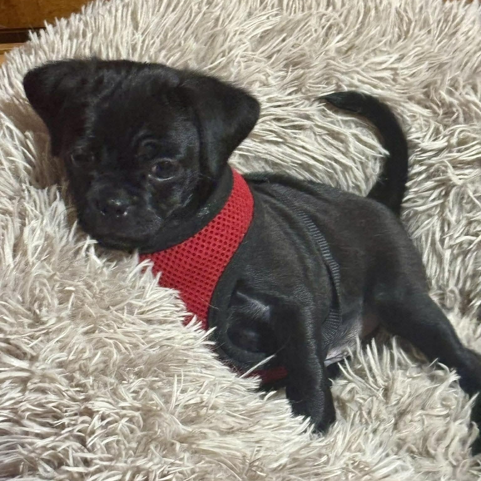 Enlarge Herman, an adopted mixed breed in Rochester, NY image 2/6