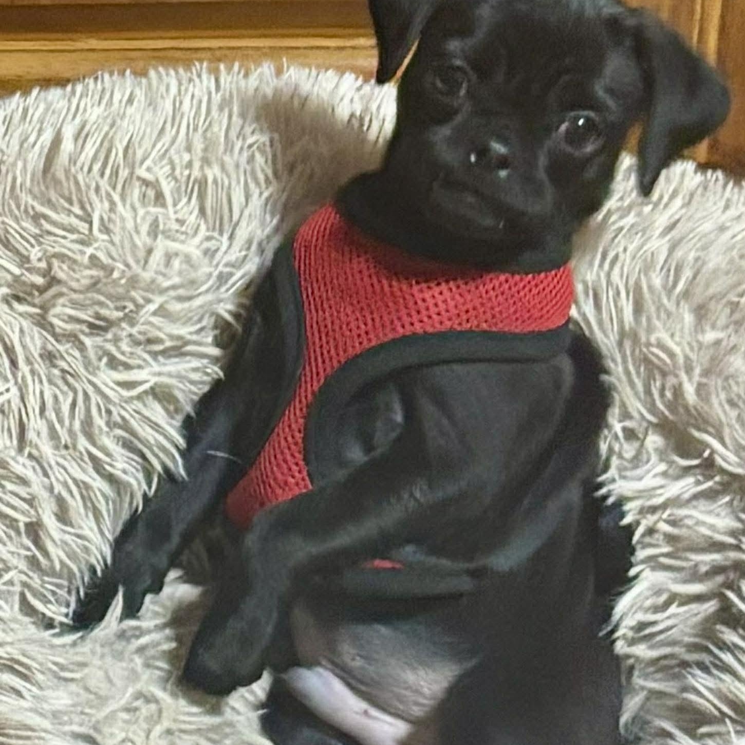 Enlarge Herman, an adopted mixed breed in Rochester, NY image 4/6