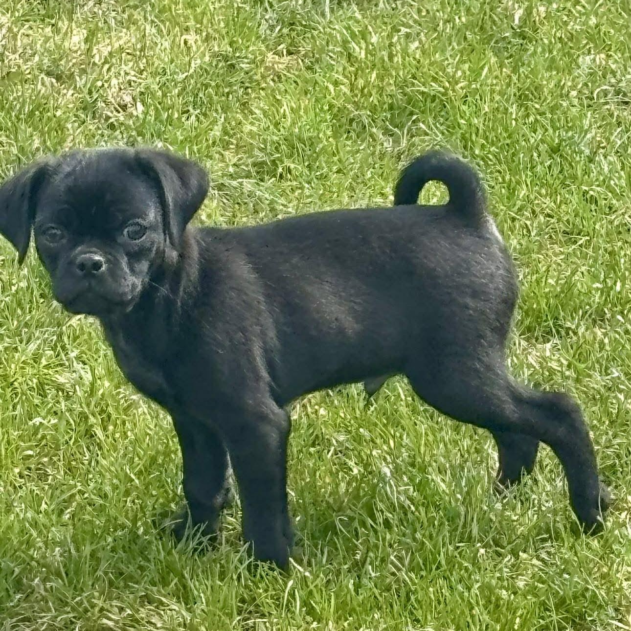 Enlarge Herman, an adopted mixed breed in Rochester, NY image 5/6