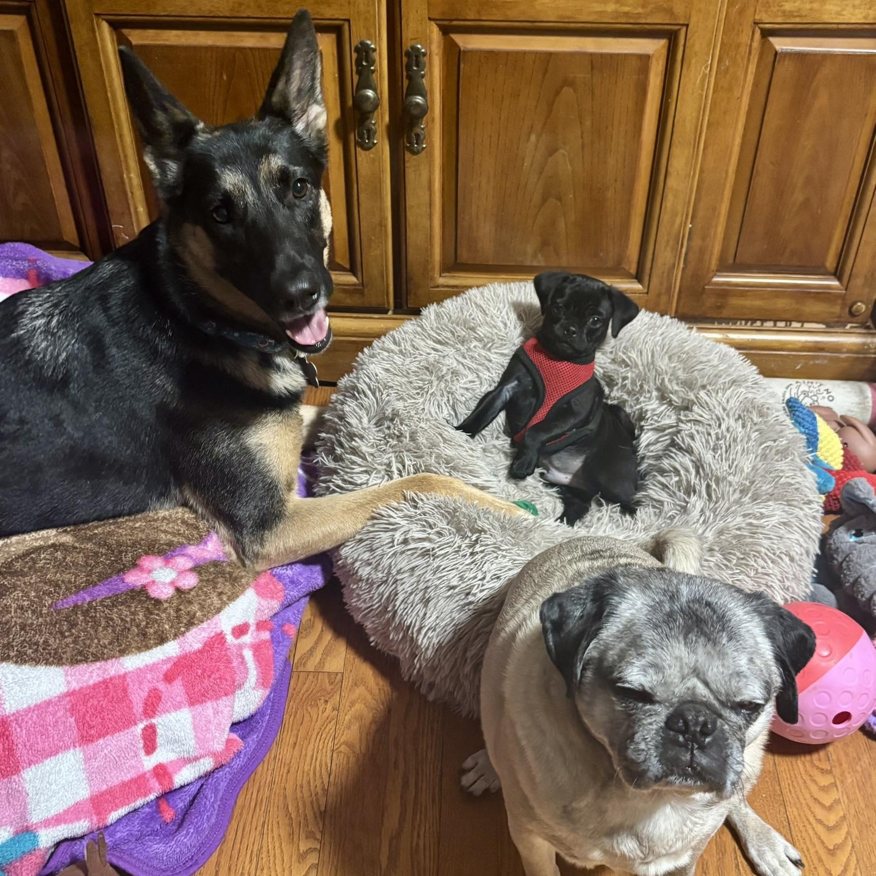 Enlarge Herman, an adopted mixed breed in Rochester, NY image 3/6