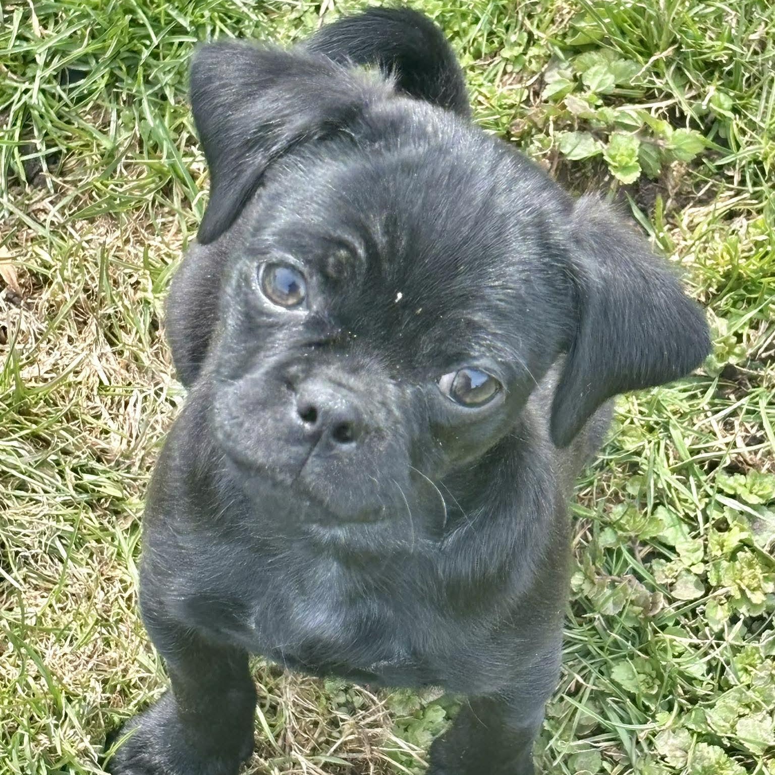 Enlarge Herman, an adopted mixed breed in Rochester, NY image 1/6