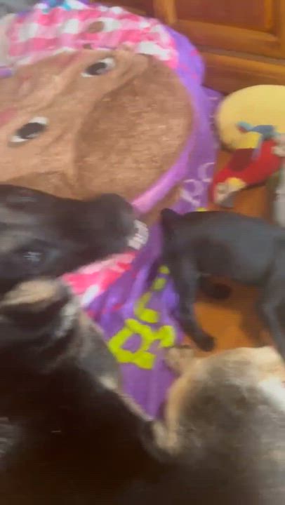 Enlarge Herman, an adopted mixed breed in Rochester, NY video 6/6