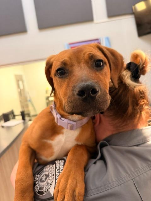 Daphne Blake, a Adoptable mixed breed in Richland Hills, TX image 1/2