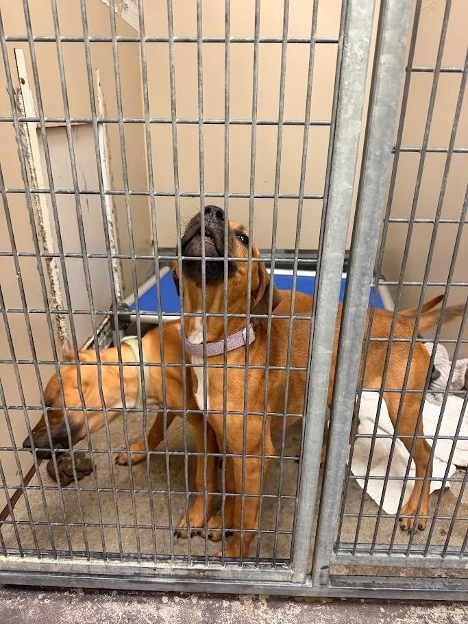 Daphne Blake, a Adoptable mixed breed in Richland Hills, TX image 2/2