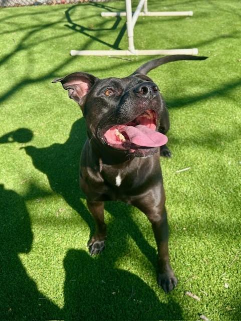 Enlarge Remi, a ADOPTABLE mixed breed in Allen, TX image 4/4