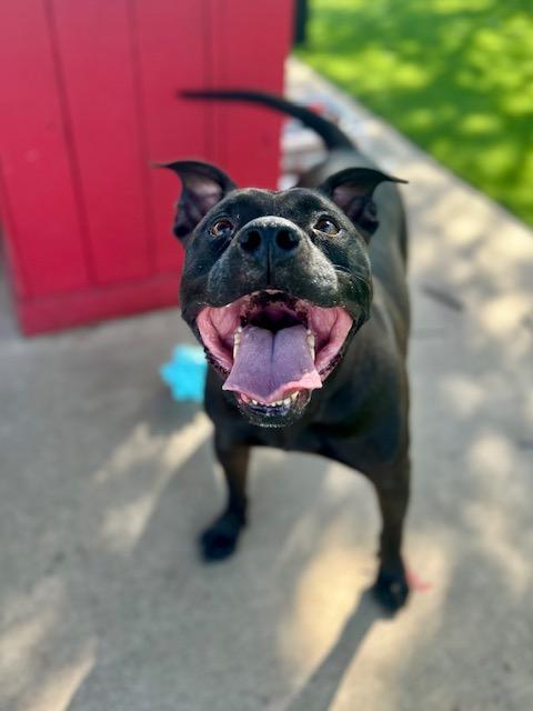 Enlarge Remi, a ADOPTABLE mixed breed in Allen, TX image 3/4