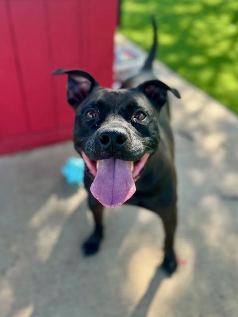 Enlarge Remi, a ADOPTABLE mixed breed in Allen, TX image 2/4