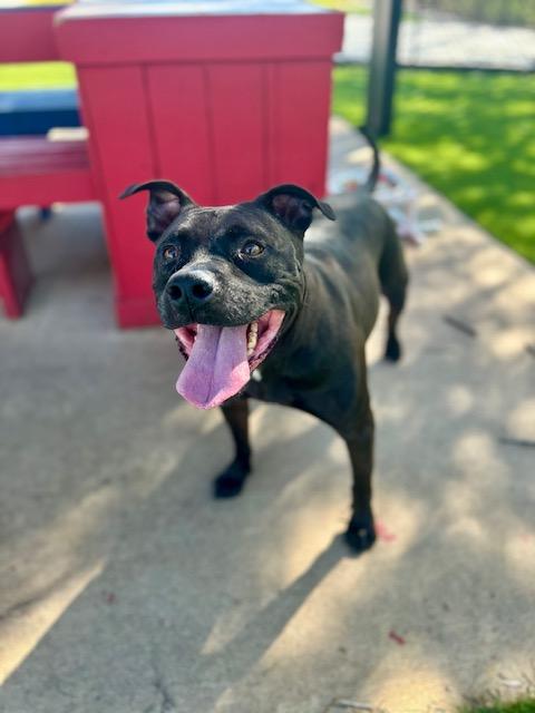 Enlarge Remi, a ADOPTABLE mixed breed in Allen, TX image 1/4