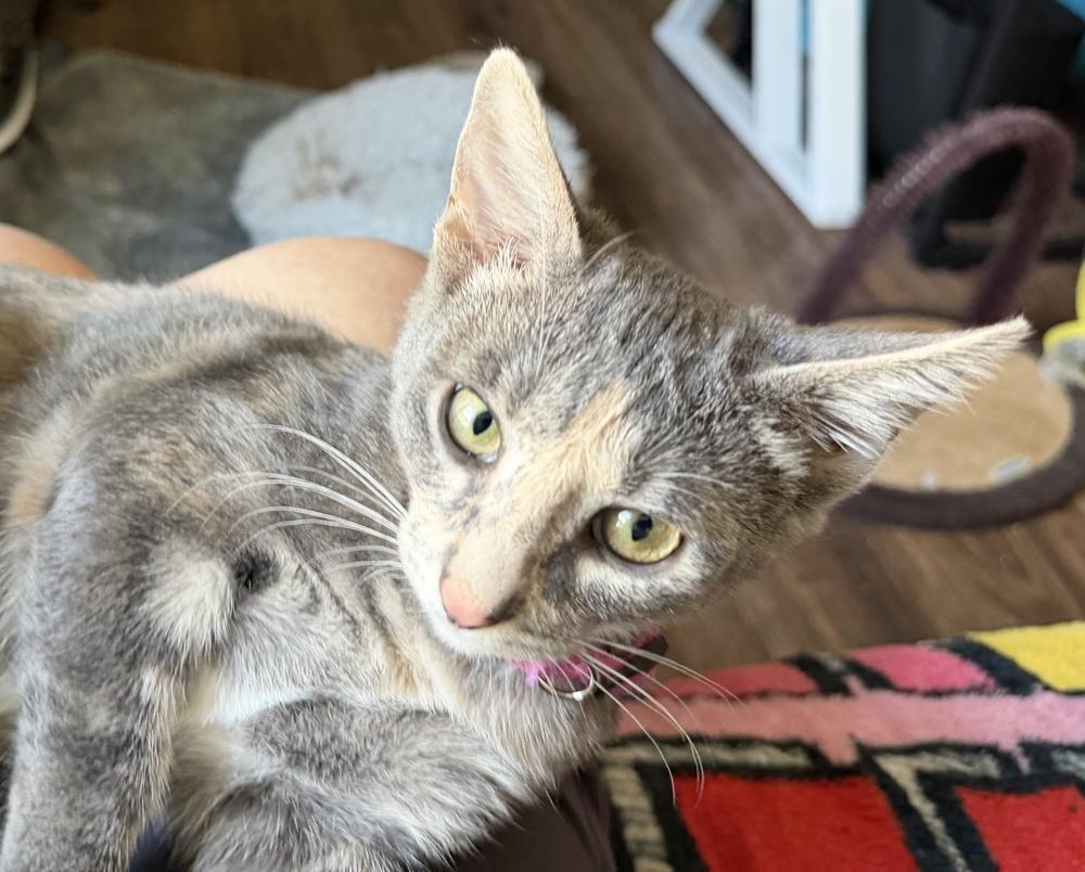 Enlarge Angie, a Adoptable mixed breed in Richardson, TX image 5/6