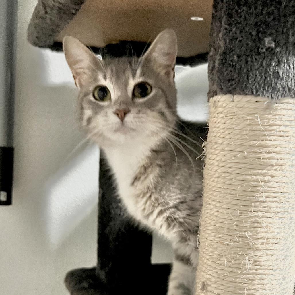 Drew Hairymore, Adoptable, Young Female Domestic Short Hair.