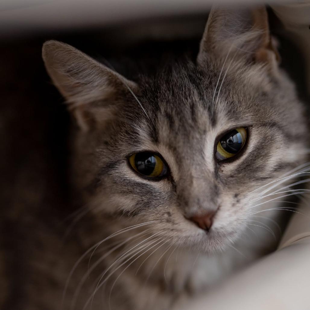 Enlarge Drew Hairymore, a Adoptable Domestic Short Hair in Brighton, MO image 2/4