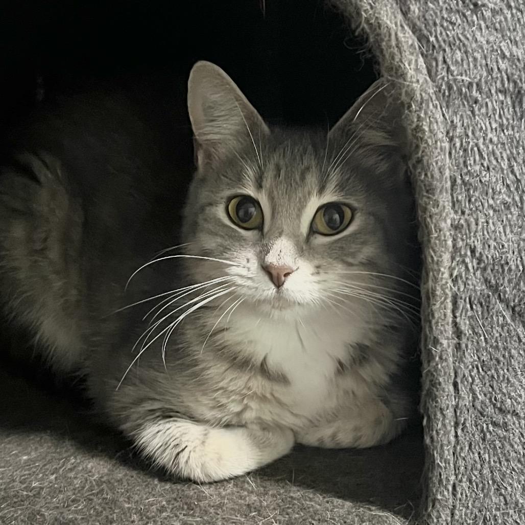 Enlarge Drew Hairymore, a Adoptable Domestic Short Hair in Brighton, MO image 3/4