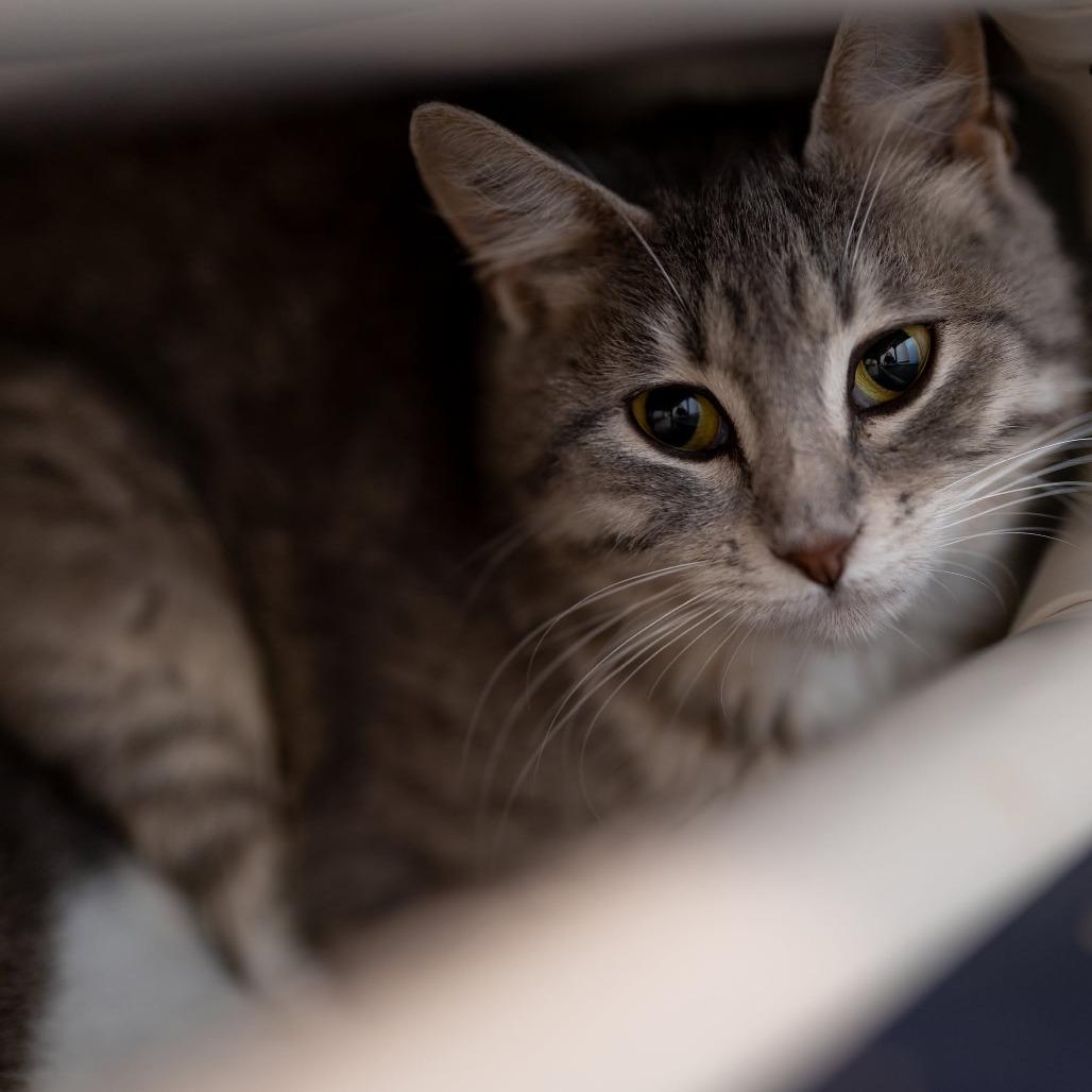 Enlarge Drew Hairymore, a Adoptable Domestic Short Hair in Brighton, MO image 4/4