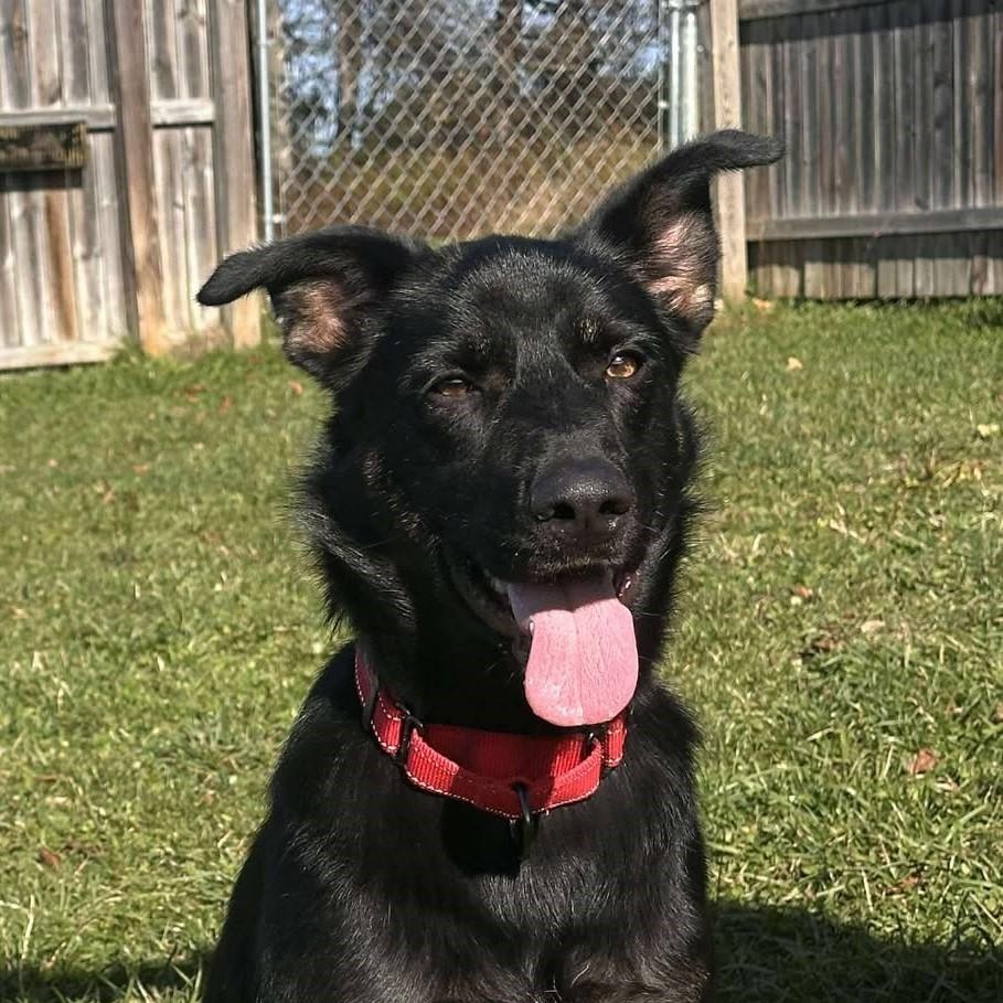 Mabel, a Adoptable mixed breed in Springfield, VT image 1/4