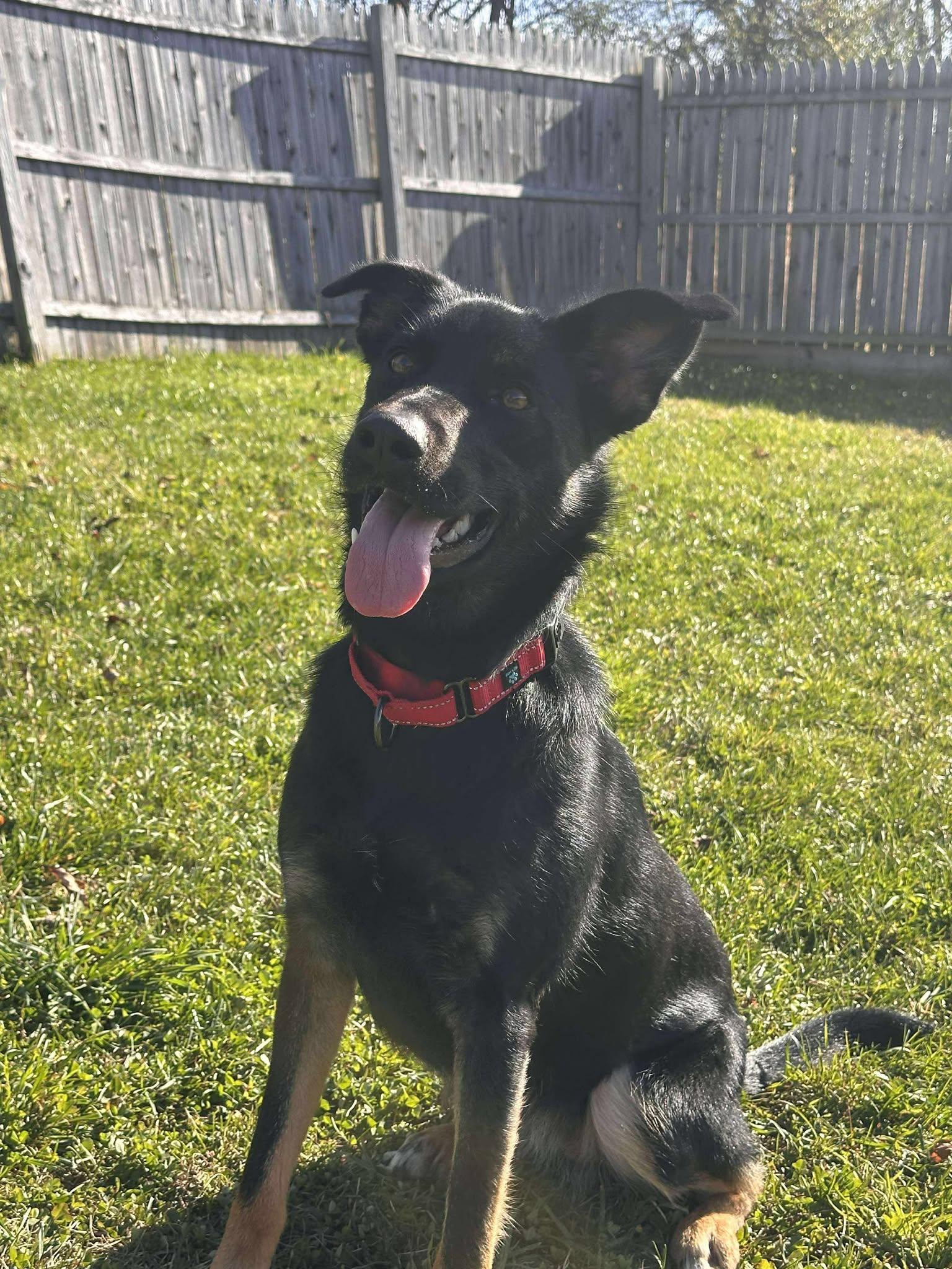 Mabel, a Adoptable mixed breed in Springfield, VT image 2/4