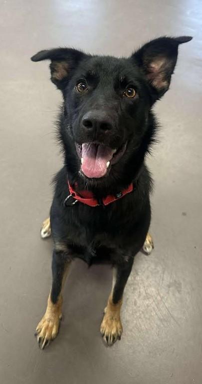 Mabel, a Adoptable mixed breed in Springfield, VT image 3/4