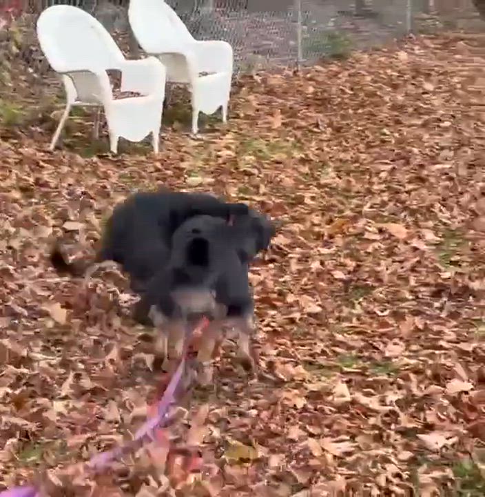 Enlarge Mabel, a Adoptable mixed breed in Springfield, VT video 4/4