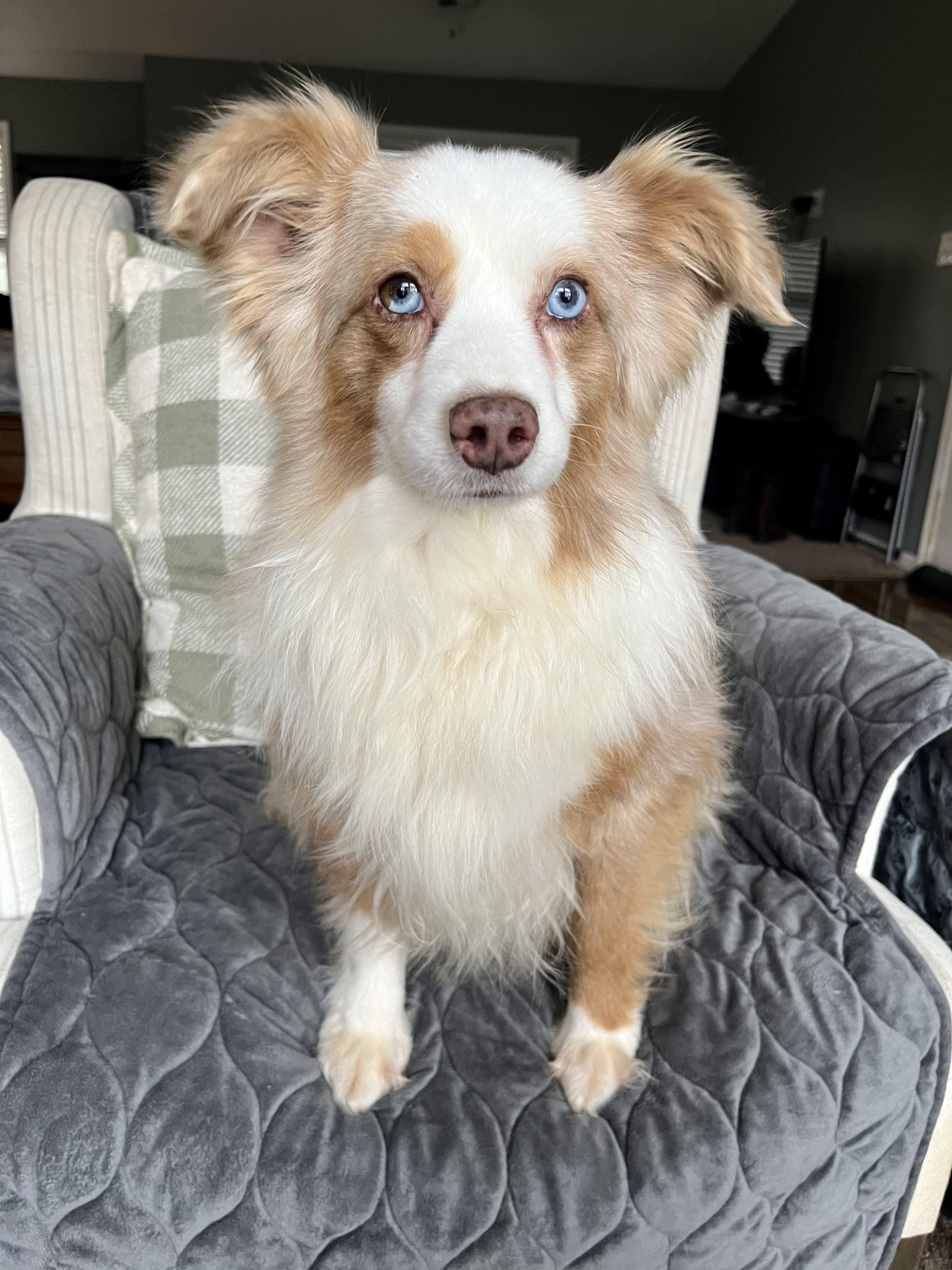 Enlarge Mackay, a Adopted Australian Shepherd in Richmond, KY image 1/2