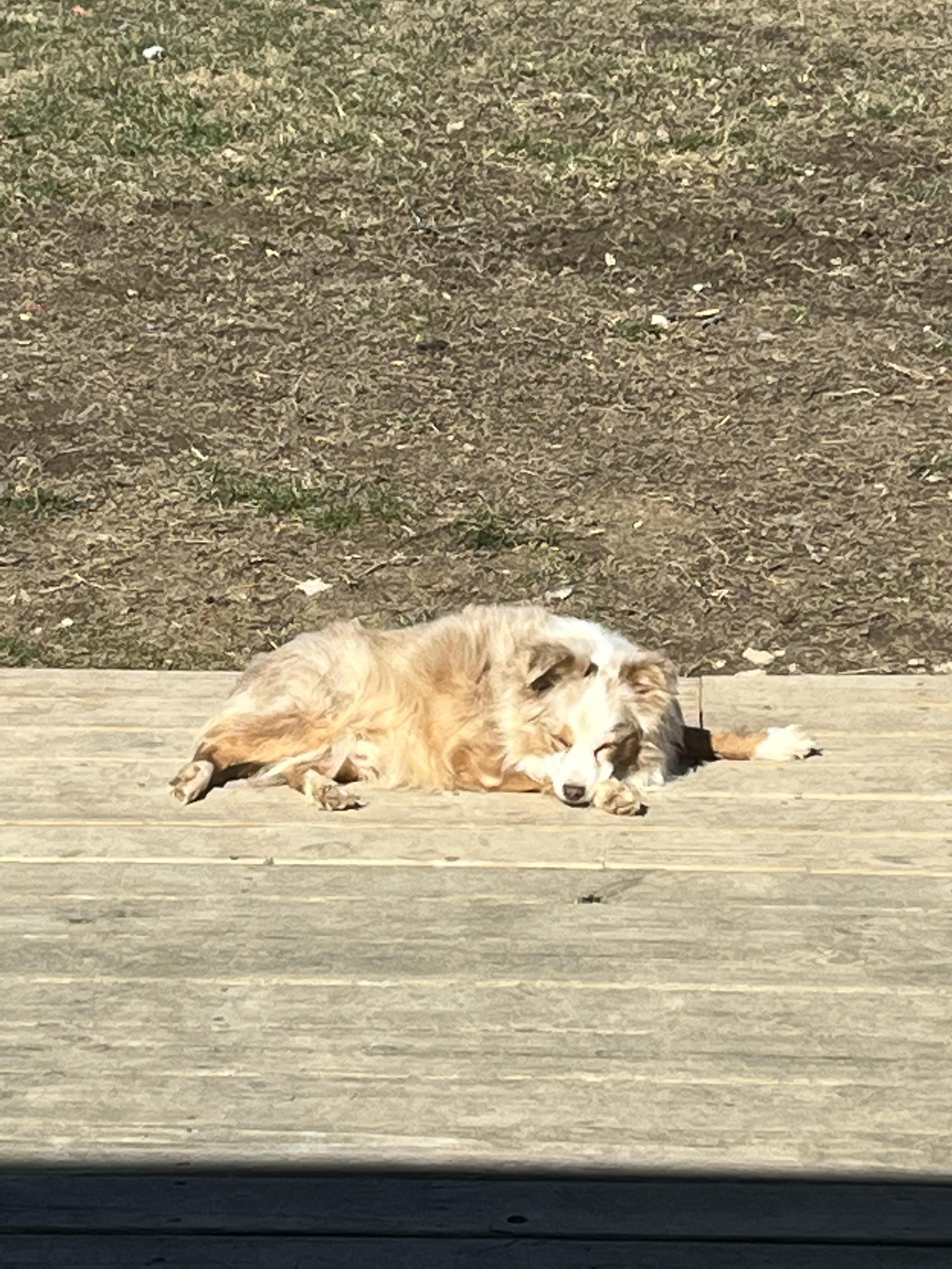 Enlarge Mackay, a Adopted Australian Shepherd in Richmond, KY image 2/2