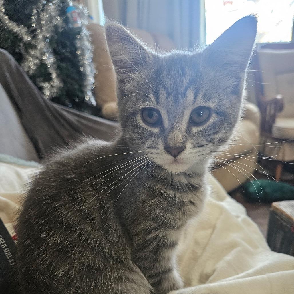 Enlarge Ghost, a Adoptable Domestic Short Hair in Mundelein, IL image 1/1