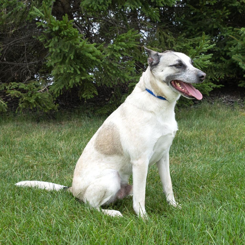 Oliver, Adoptable, Senior Male Australian Cattle Dog / Blue Heeler & Mixed Breed.