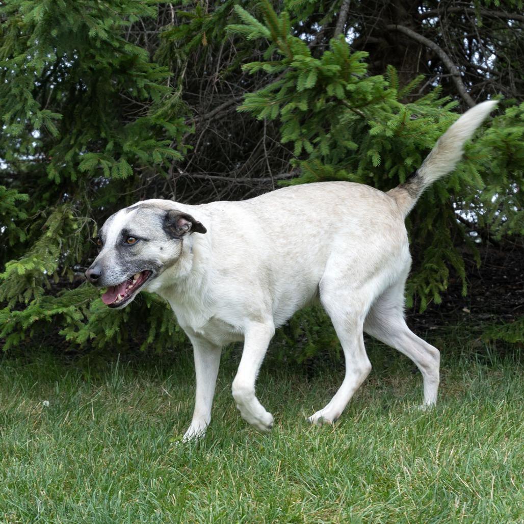 Oliver, a Adoptable mixed breed in Erie, PA image 2/6
