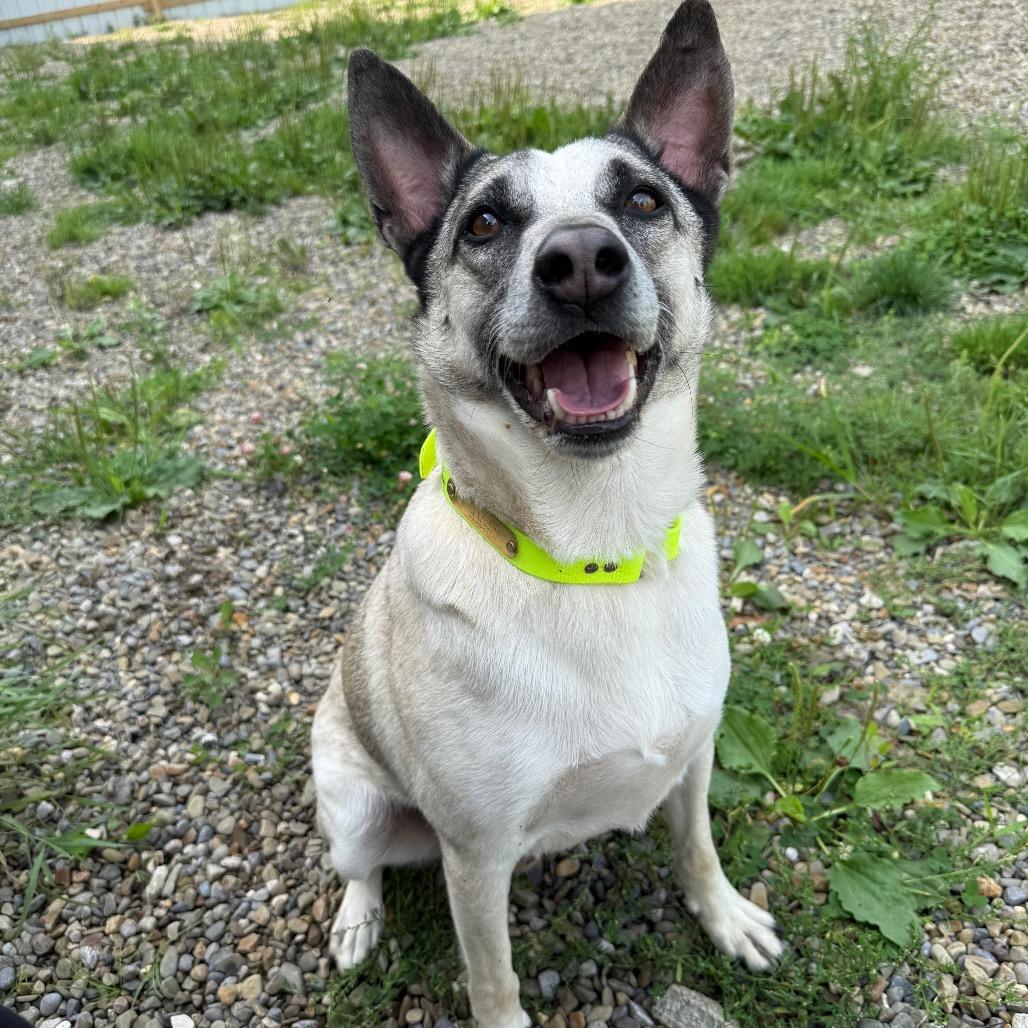 Oliver, a Adoptable mixed breed in Erie, PA image 3/6