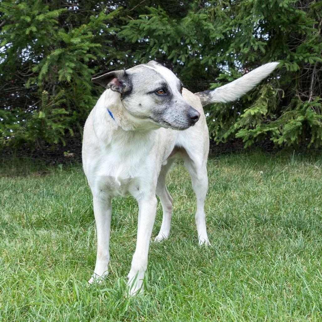 Oliver, a Adoptable mixed breed in Erie, PA image 4/6