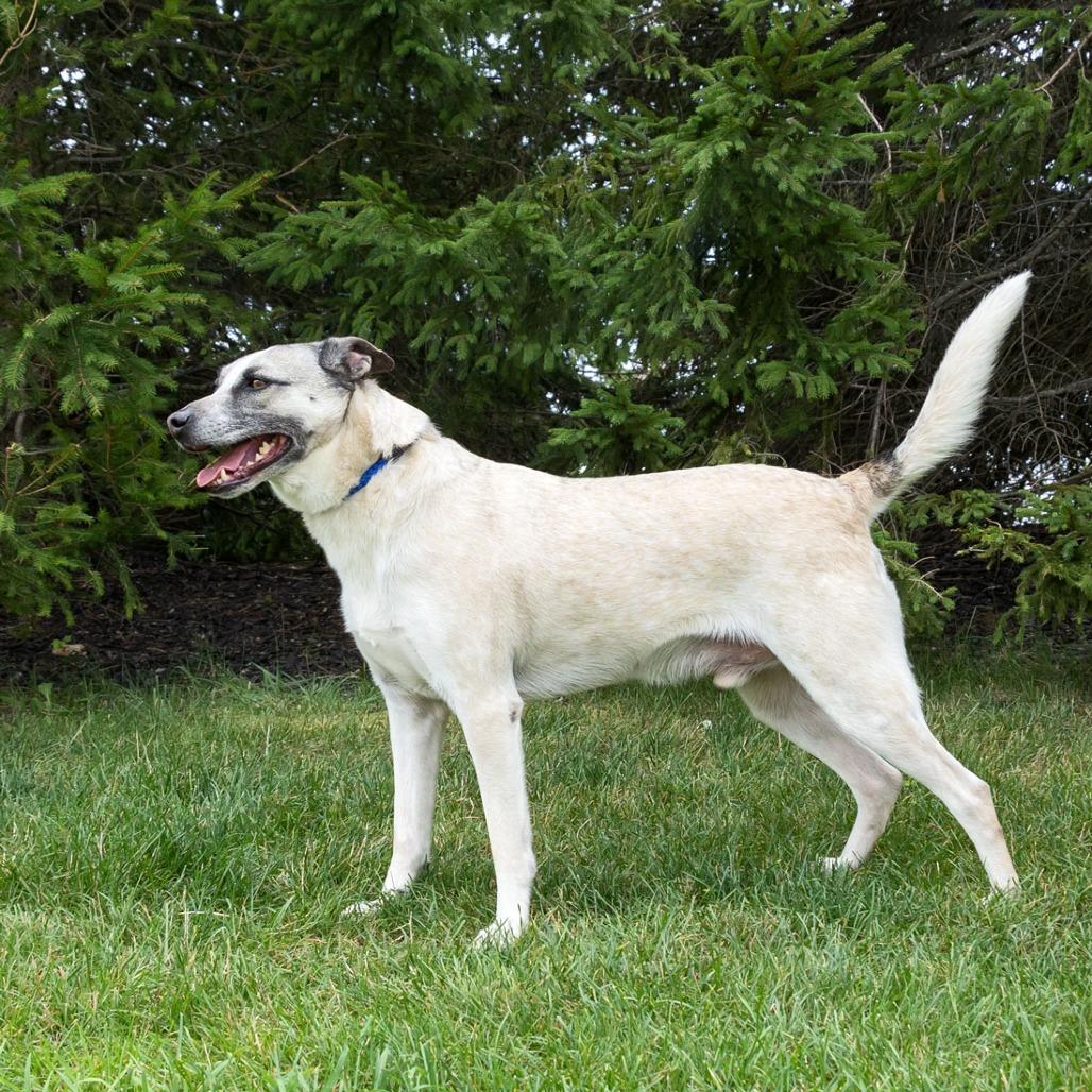 Oliver, a Adoptable mixed breed in Erie, PA image 5/6