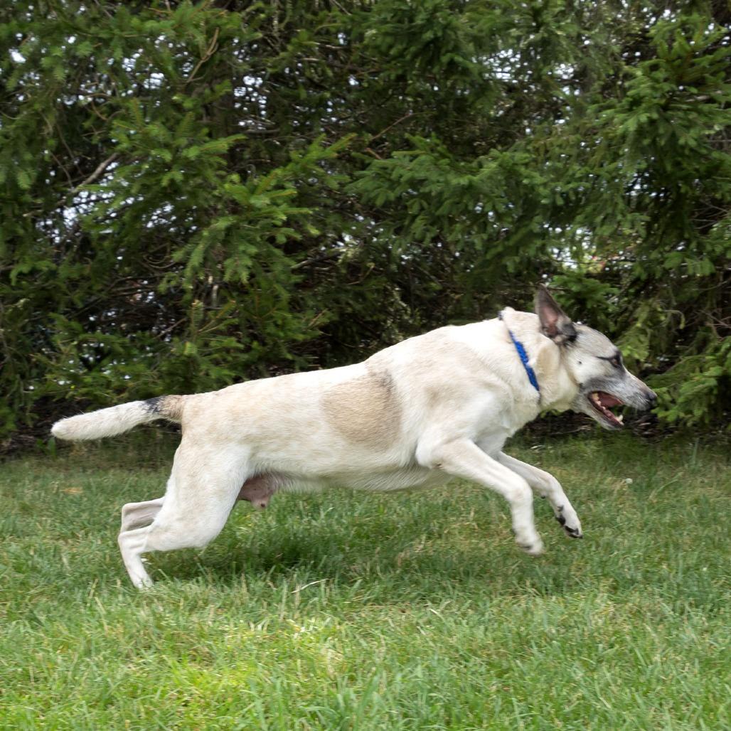Oliver, a Adoptable mixed breed in Erie, PA image 6/6