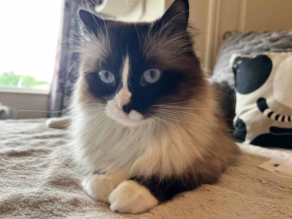 Enlarge Darby, a Adoptable Ragdoll in Minnetonka, MN image 1/2