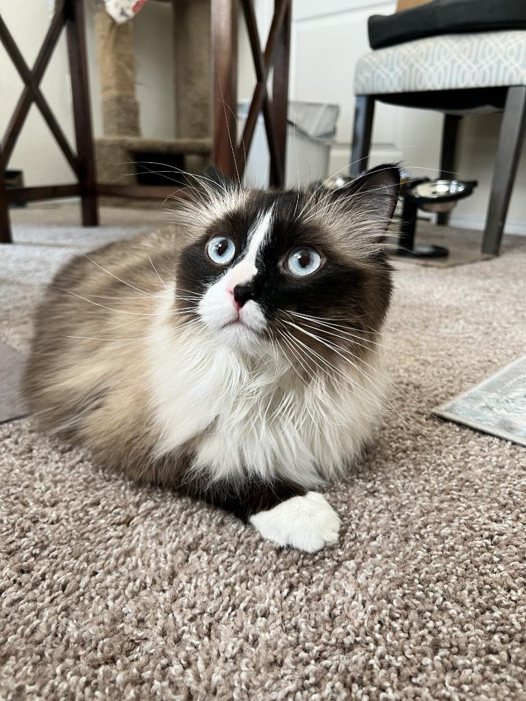 Enlarge Darby, a Adoptable Ragdoll in Minnetonka, MN image 2/2