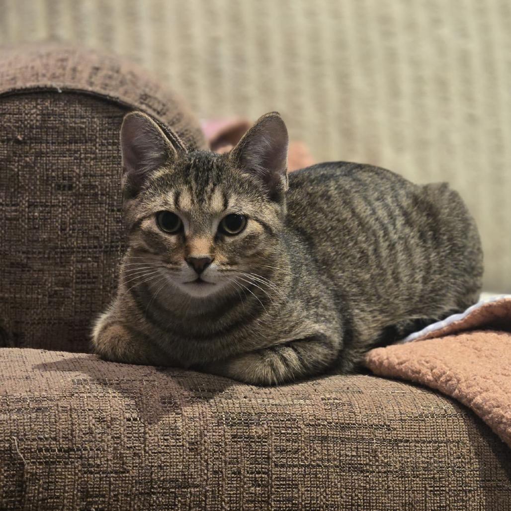 Denver (blue collar), Adoptable, Kitten Male Domestic Short Hair.