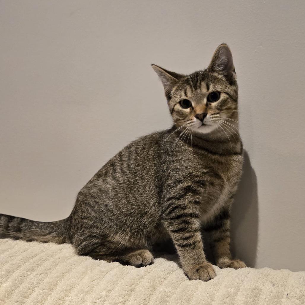 Enlarge Denver, a Adoptable Domestic Short Hair in Puslinch, ON image 2/6