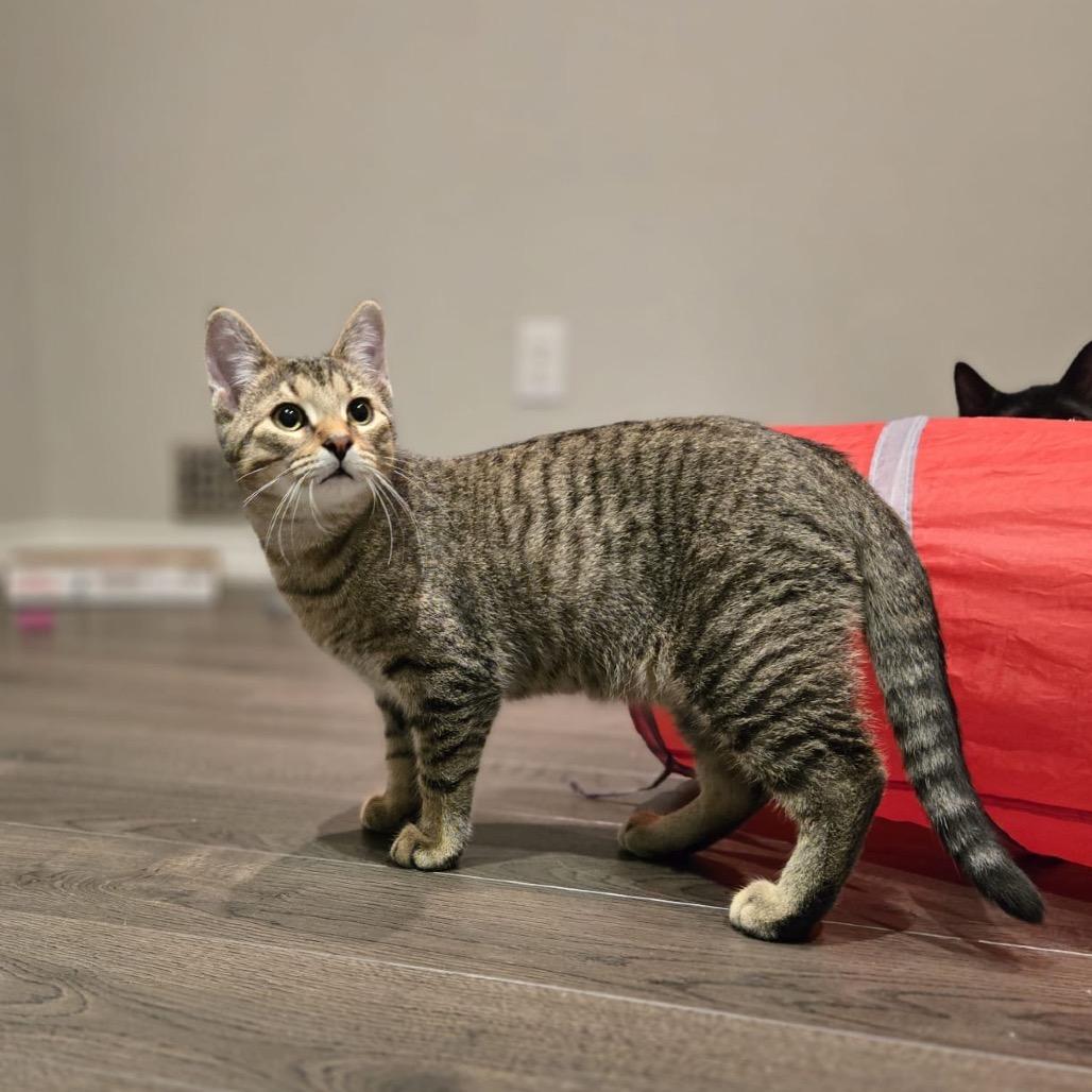 Enlarge Denver, a Adoptable Domestic Short Hair in Puslinch, ON image 3/6