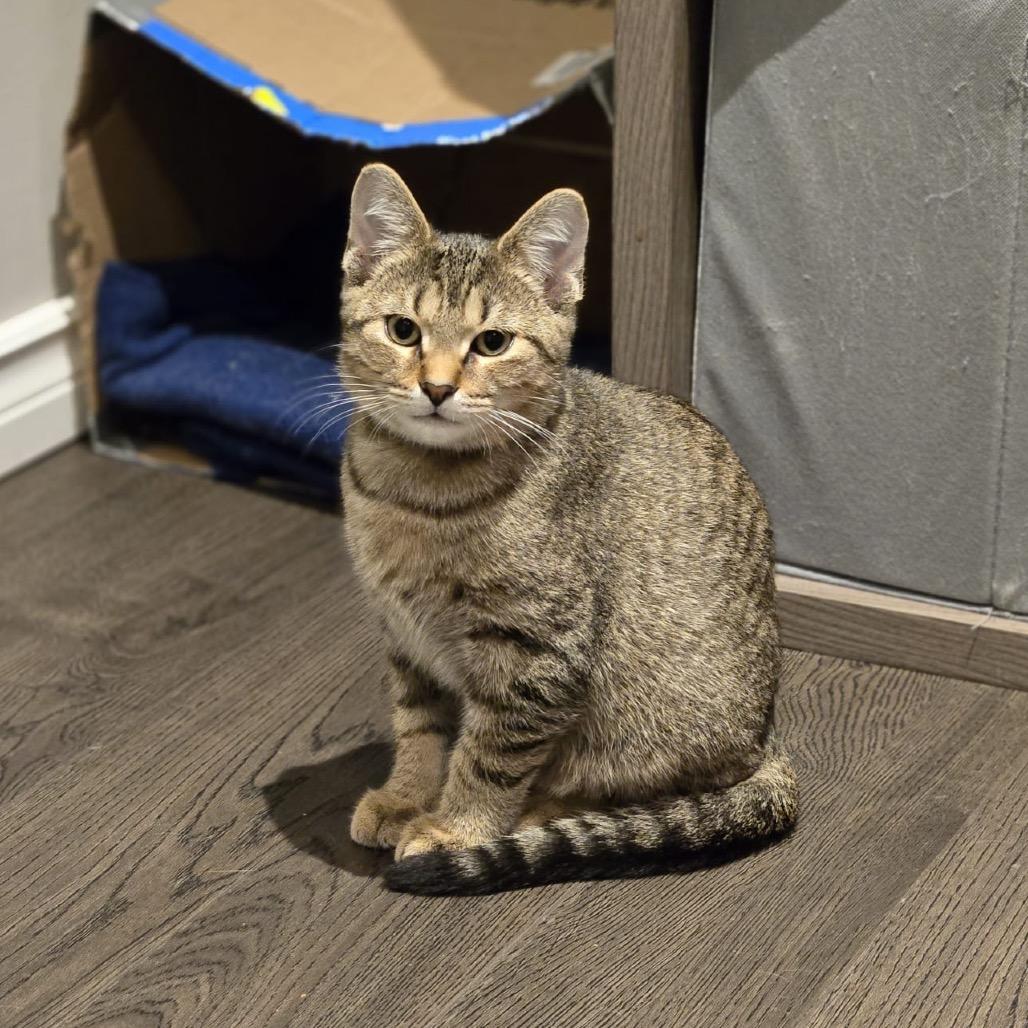 Enlarge Denver, a Adoptable Domestic Short Hair in Puslinch, ON image 4/6