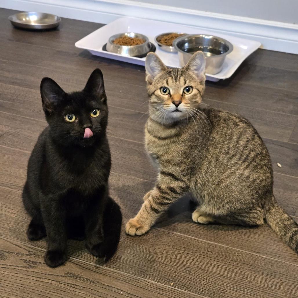 Enlarge Denver, a Adoptable Domestic Short Hair in Puslinch, ON image 6/6