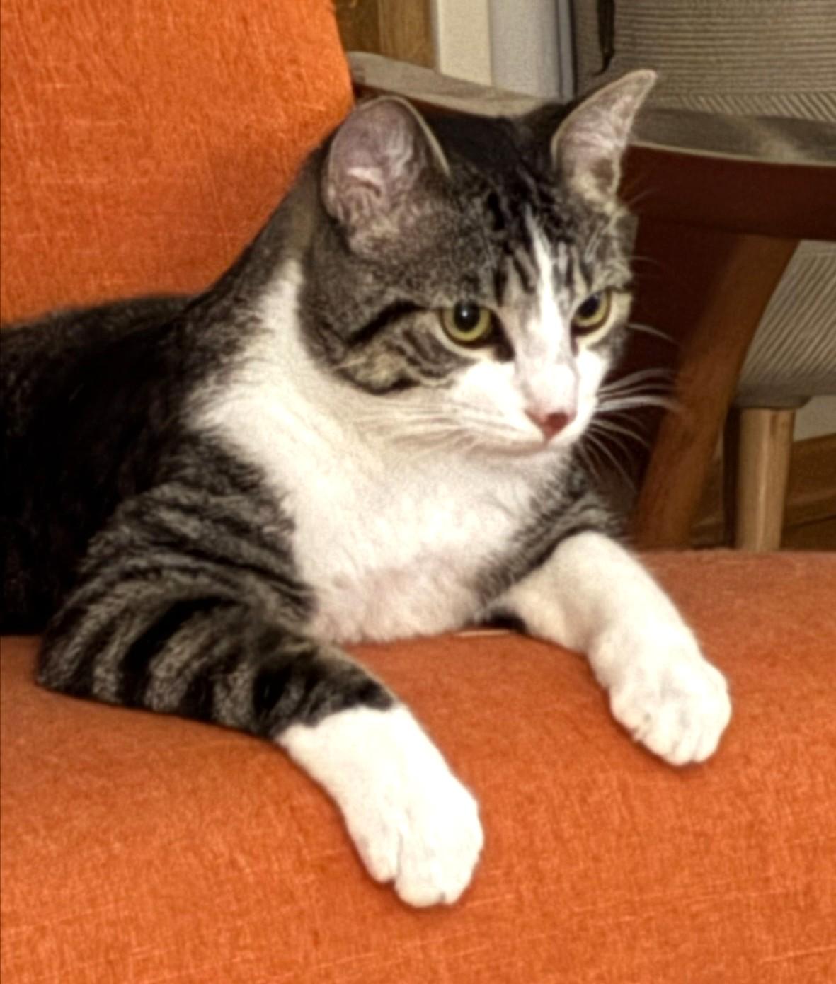 Tayeug, Young Male Tabby