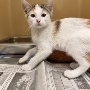 Queso, adopted, Young Female Domestic Short Hair.