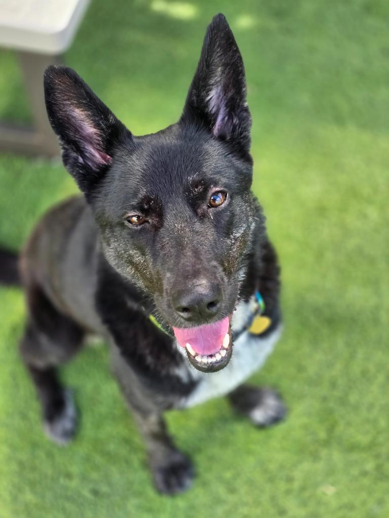 Francesca, Adoptable, Young Female German Shepherd Dog.