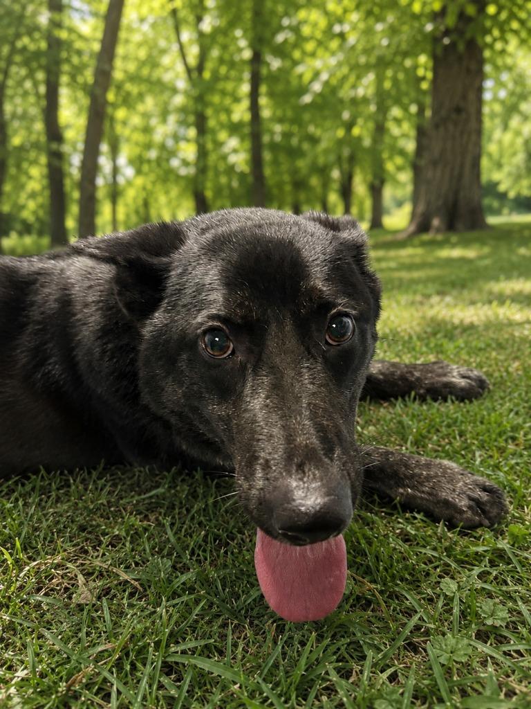 Francesca, Adoptable, Young Female German Shepherd Dog.