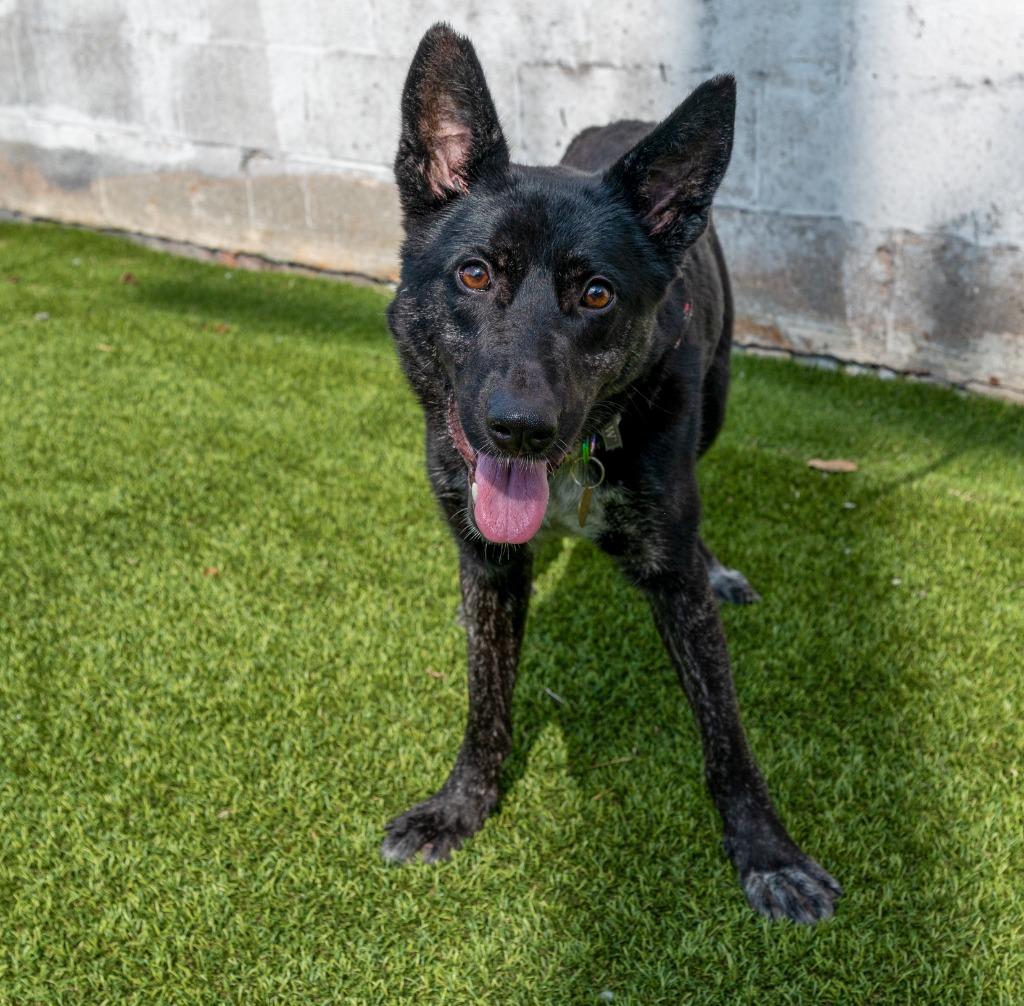 Enlarge Francesca, a Adoptable mixed breed in Detroit, MI image 2/3
