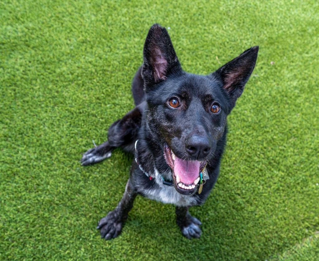 Enlarge Francesca, a Adoptable mixed breed in Detroit, MI image 3/3
