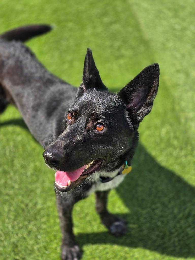 Enlarge Francesca, a Adoptable mixed breed in Detroit, MI image 5/6