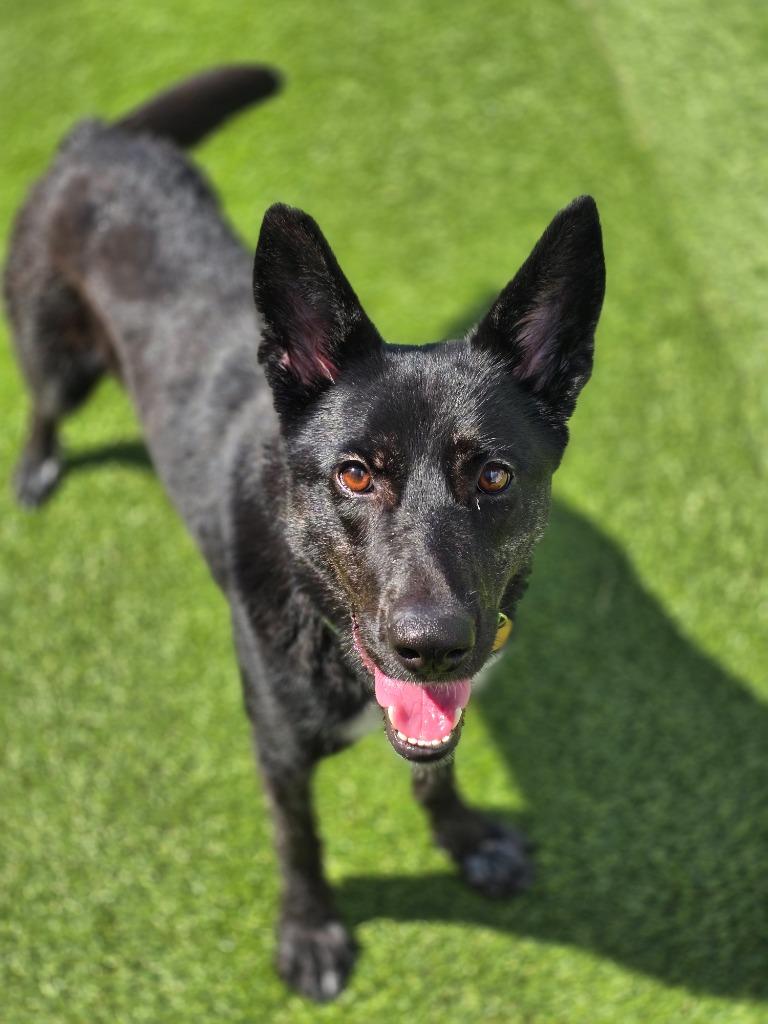 Enlarge Francesca, a Adoptable mixed breed in Detroit, MI image 6/6