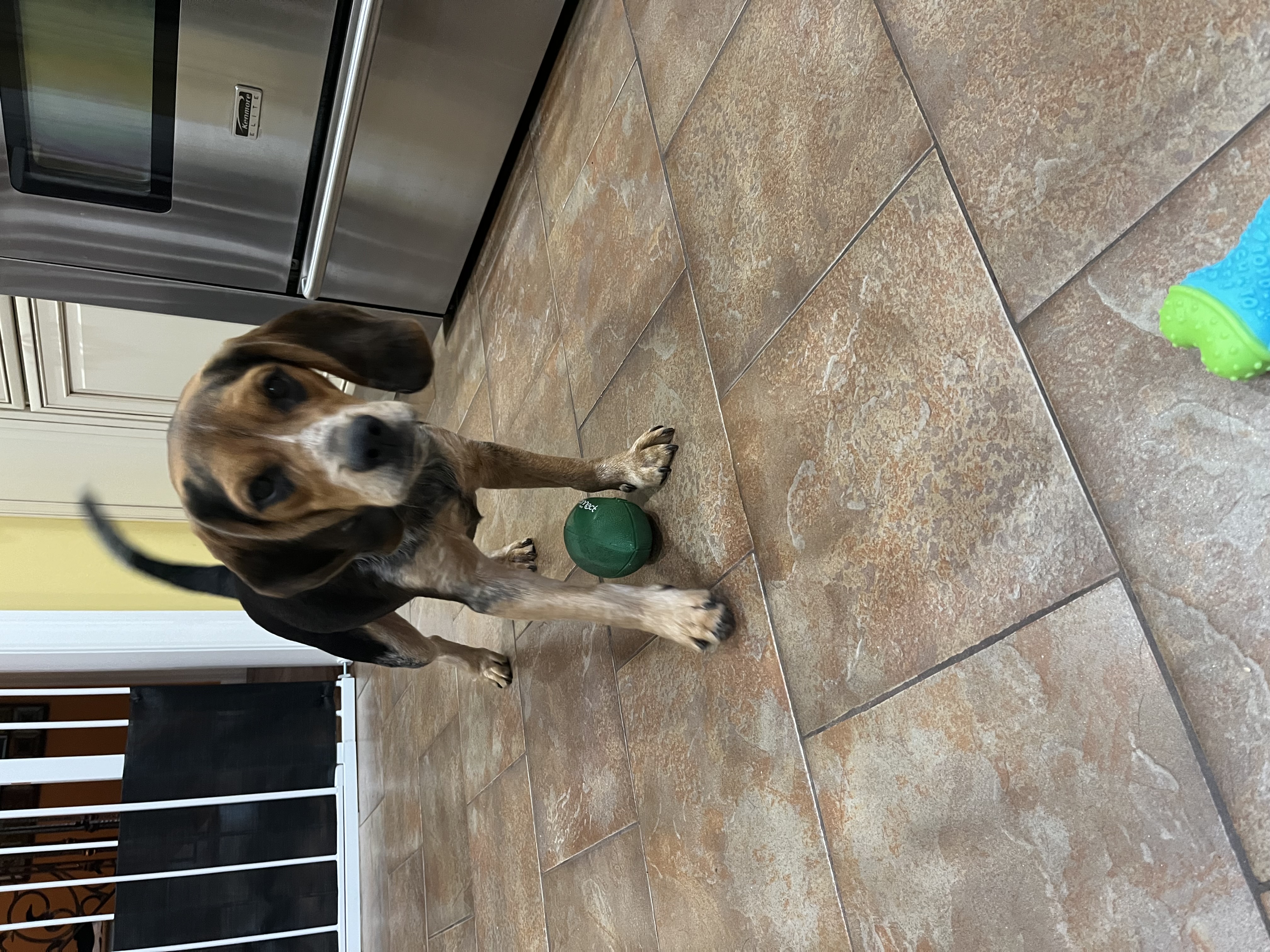 Murphy, a Adopted mixed breed in Copiague, NY image 6/6