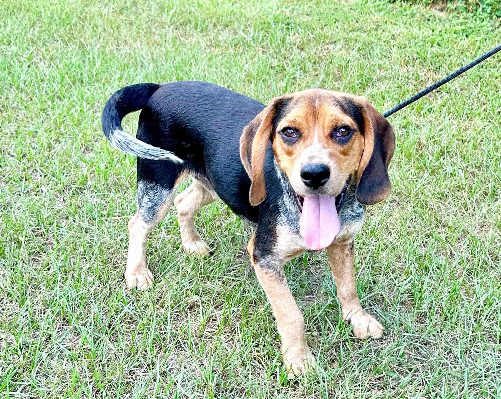Murphy, a Adopted mixed breed in Copiague, NY image 2/6