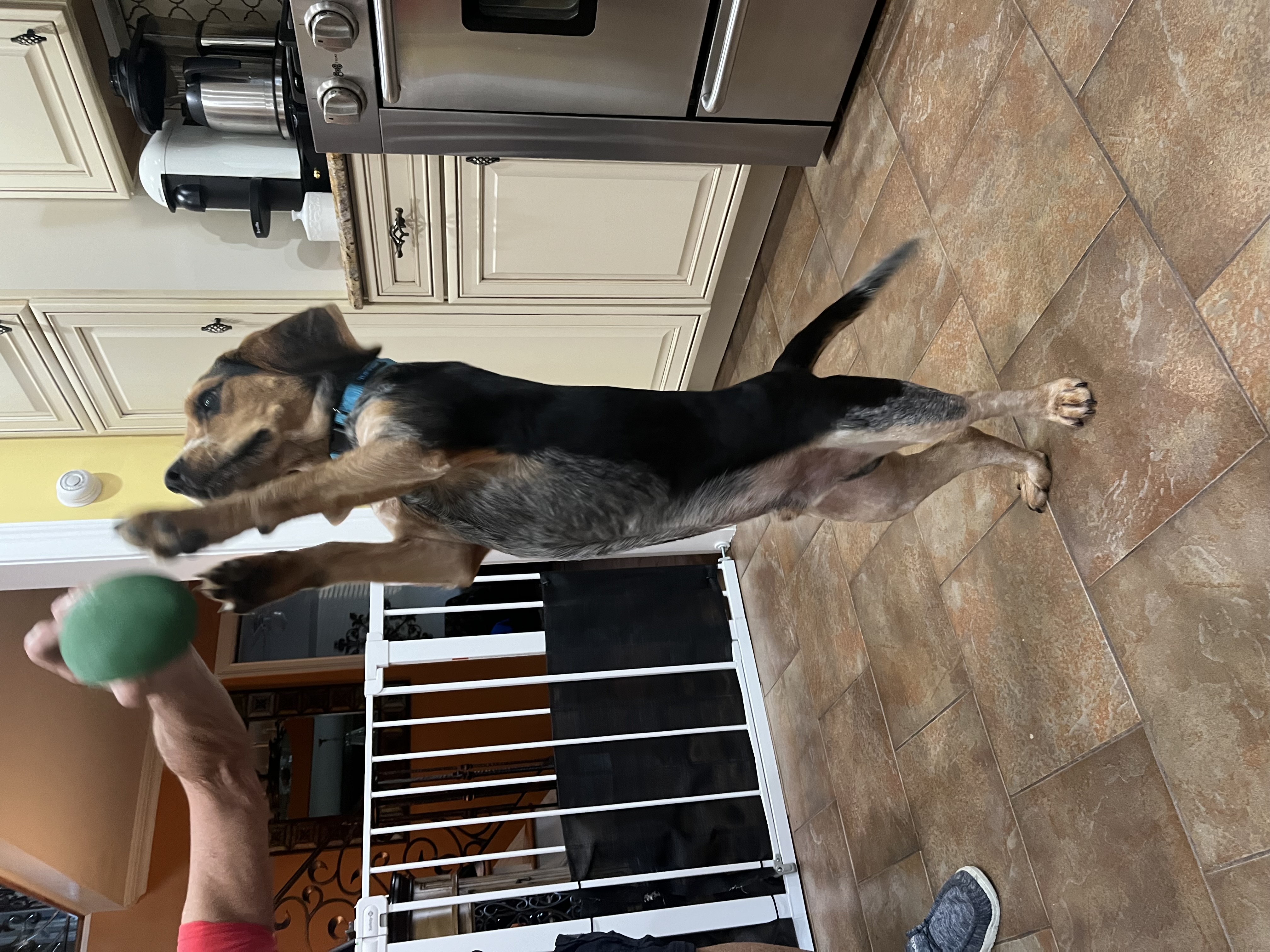 Murphy, a Adopted mixed breed in Copiague, NY image 3/6