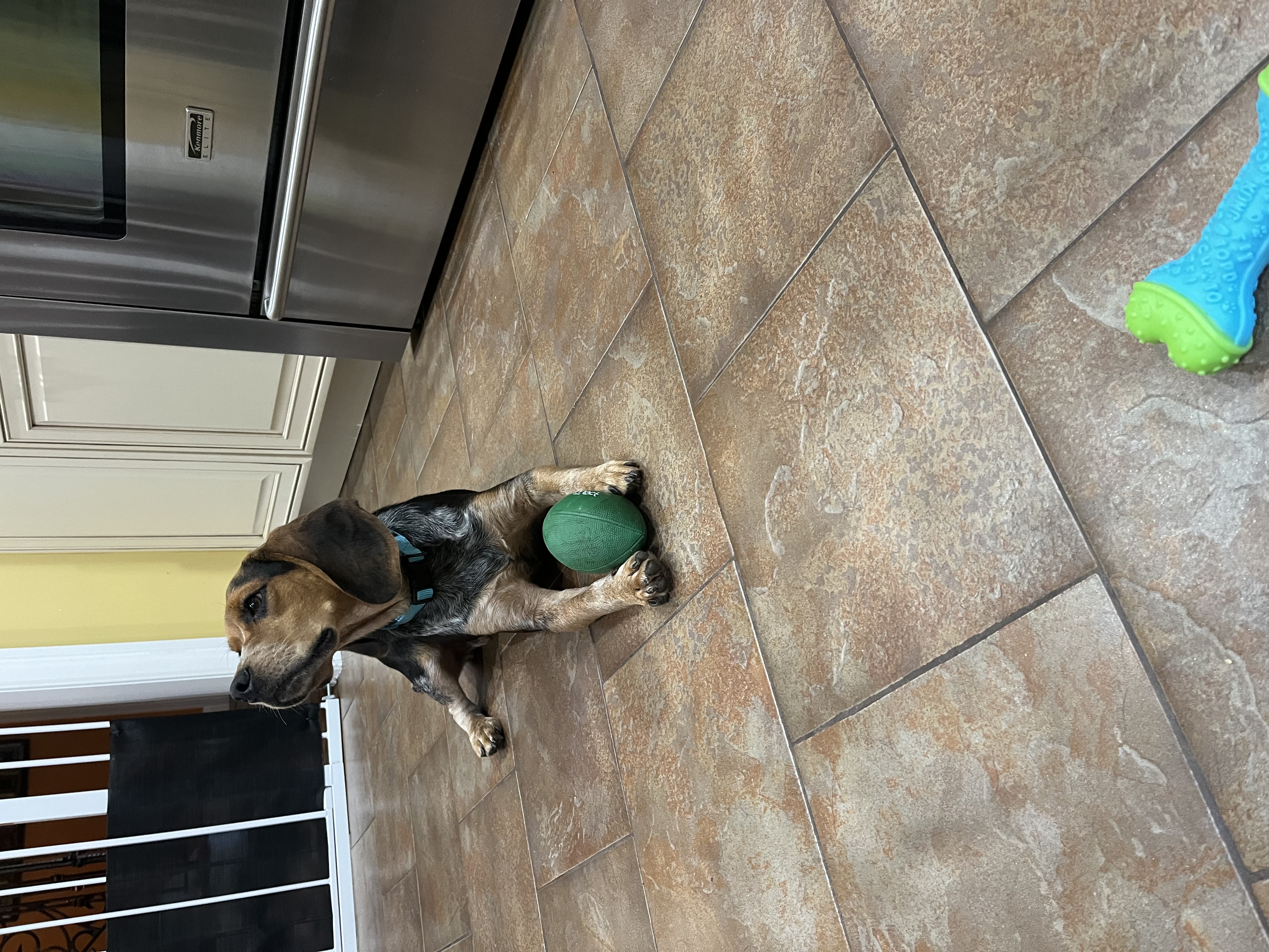 Murphy, a Adopted mixed breed in Copiague, NY image 4/6