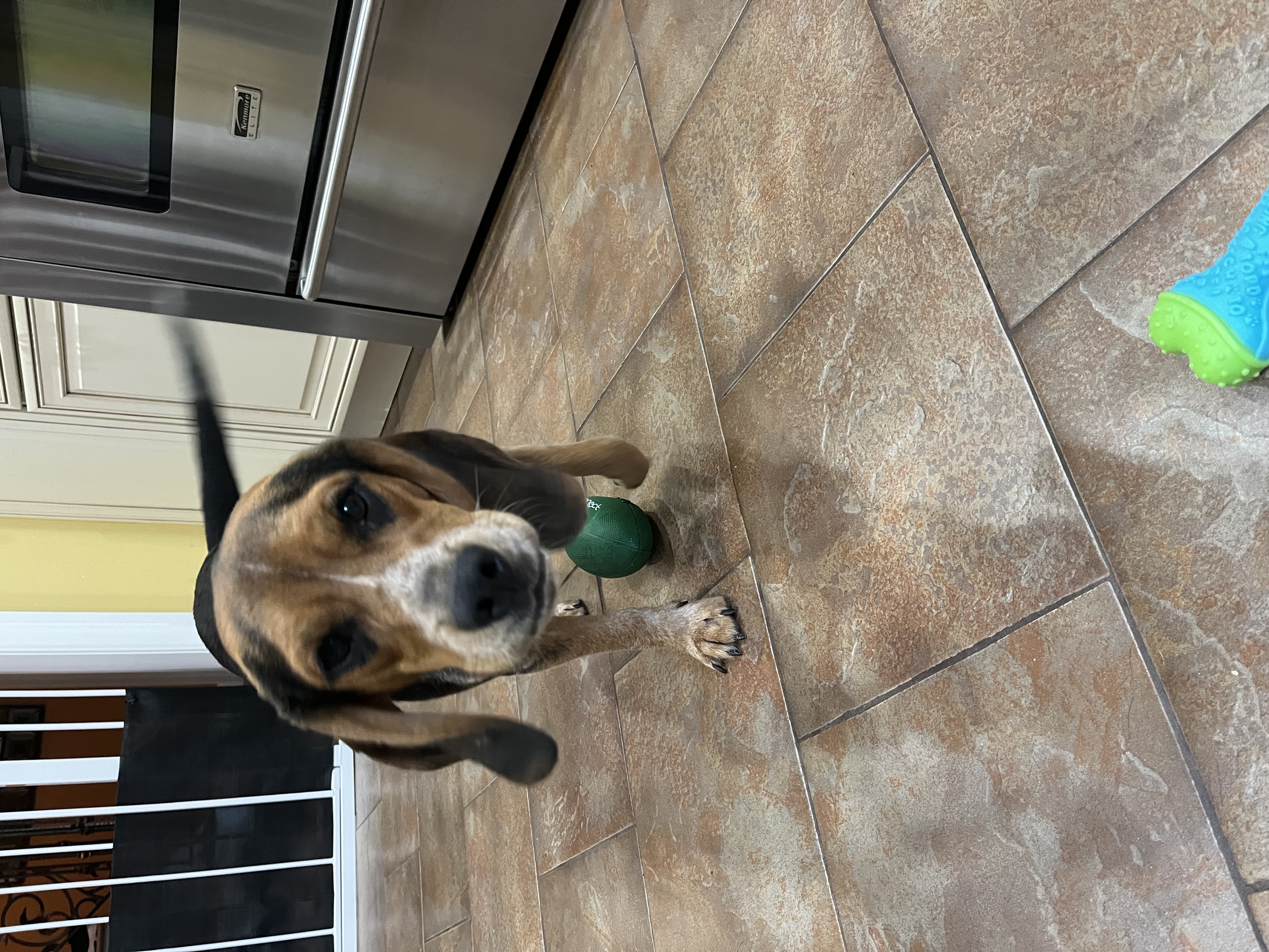 Murphy, a Adopted mixed breed in Copiague, NY image 5/6